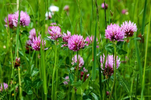Red clover