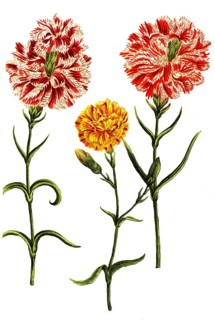 Caryophyllus hortensis
