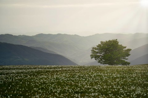 Blooming on mount Petrano in Spring