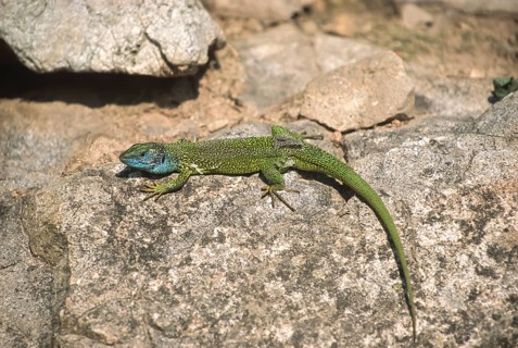 European green lizard