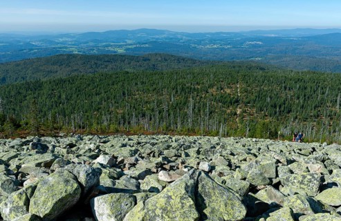 Ausblick vom Lusen auf das Blockmeer und den Wald