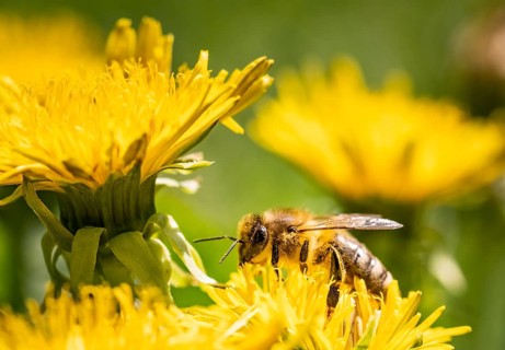 Detail closeup of honeybee