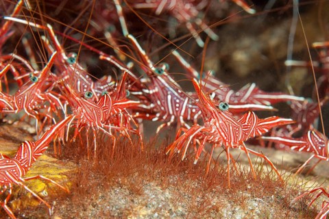 Group of camel shrimp
