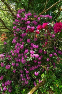 Flowering rhododendrons