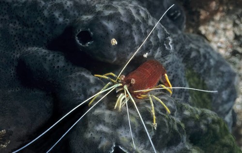 Shrimp striped small cleaner