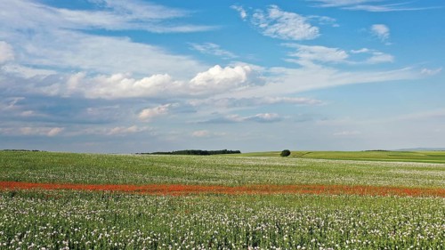 Field with Waldviertel grey poppy