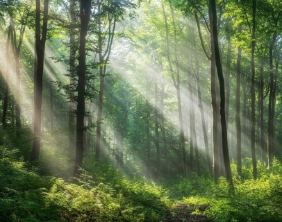 Lichtdurchfluteter naturnaher alter Buchenwald