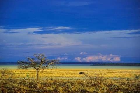 Landscape at the edge of the salt pan in the morning light