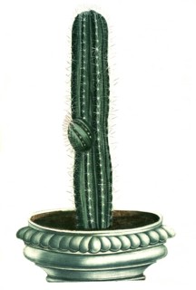 Cactus erectus