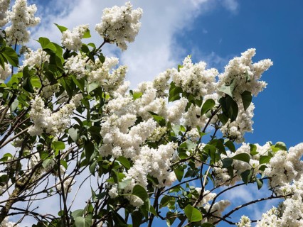 White common lilac