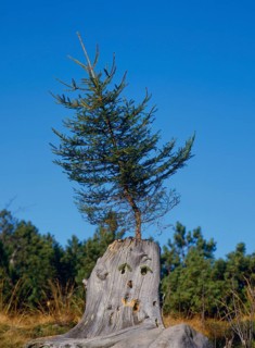 Spruce grows on a trunk in the rest stone early boundary stone between Baden and Wurttemberg Baiersbronn Black Forest Baden-Wuerttemberg Germany