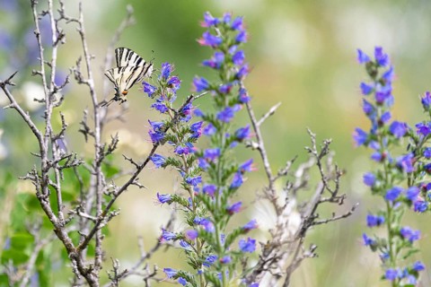 Scarce swallowtail