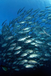 Shoal of bigeye trevallies