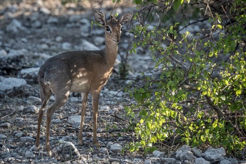 Kirk dikdik or kirk's dik-dik