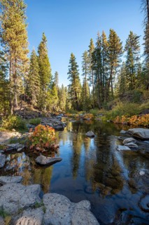 Autumn forest with river