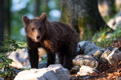 European Brown bear