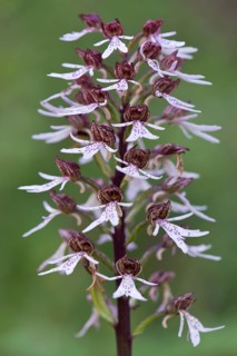 Northern marsh-orchid