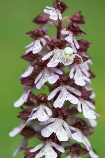 Northern marsh-orchid