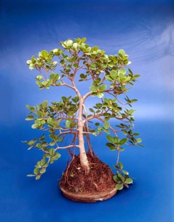 Bonsai