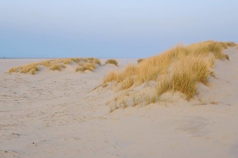 Duenen mit Strandhafer