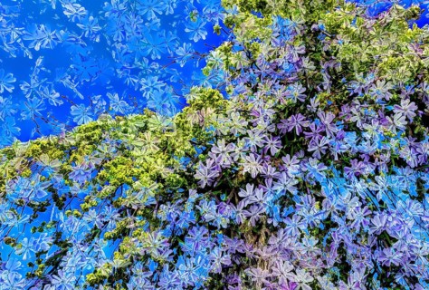Flowers creative