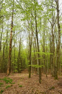 Beech forest with fresh greenery