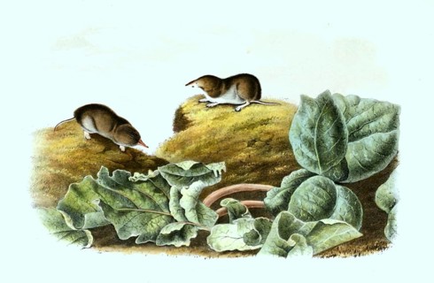 Cryptotis parva is an insectivore of the shrew family living in North and Central America
