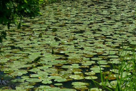 Flowering yellow water-lilies