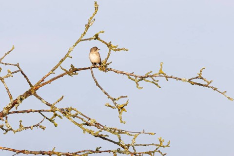 Garden warbler