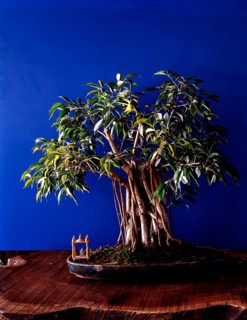 Bonsai Plant