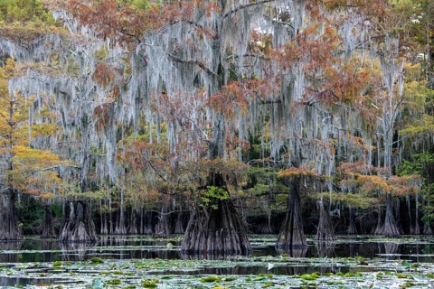Bald cypresses