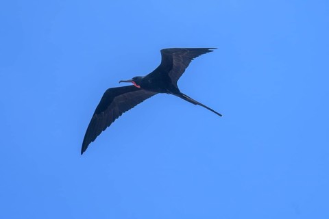 Male magnificent frigatebird