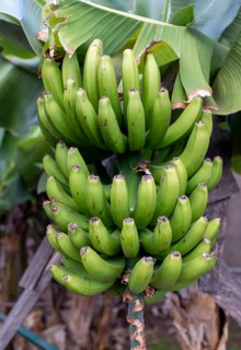 Banana tree in Funchal