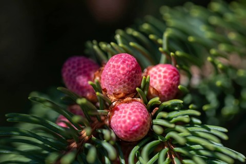 Edeltanne