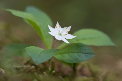 European seven-pointed star