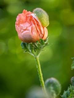 Oriental poppy