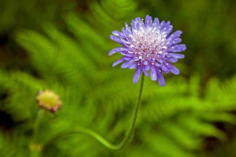 Field widow's-flower
