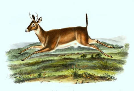 White-tailed deer