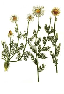 Chamaemelum dog chamomile