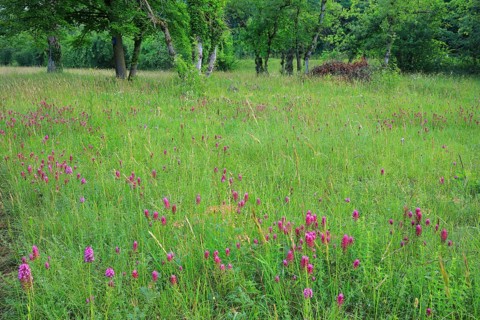 Group of quail wheat