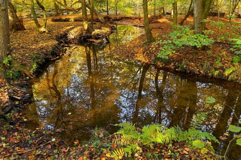 Rotbach in the autumnal Hiesfeld Forest