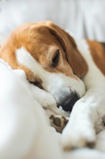 Adoult Male hound Beagle dog sleeping at home on the sofa. Cute dog portrait