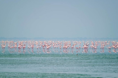 Pink flamingo birds walking in the Sambhar Salt Lake in Rajasthan. India