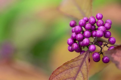Chinesische Schoenfrucht