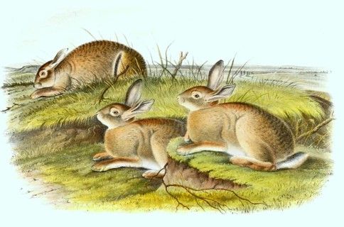 Wormwood hare