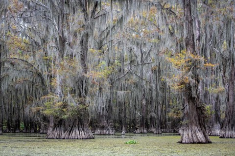 Bald cypresses