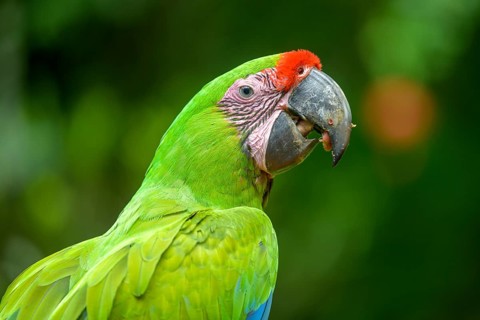 Great green macaw