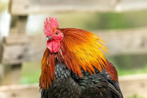 Portrait of a Rooster in a farmyard. Educational Farm