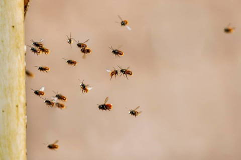 Gehoernte Mauerbienen