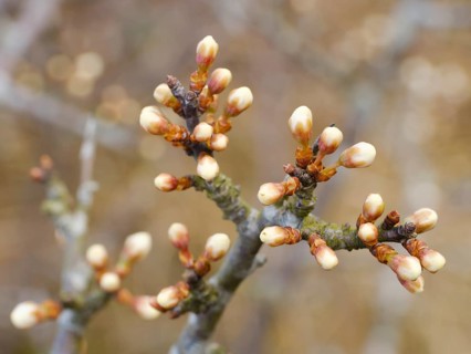 Knospen am Ast des Weissdorn